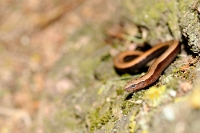 25358 Anguis fragilis (Orbettino, giovane)